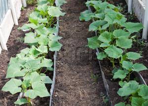 cucumber plant in the soil