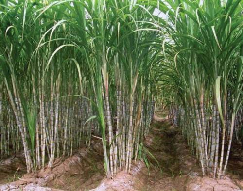 Сахарные заводы Бразилии нашли способ использования отходов производства