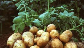 EU-Kommission genehmigt Stärkekartoffel Amflora / EU Commission approves Amflora starch potato