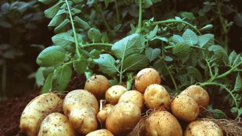 EU-Kommission genehmigt Stärkekartoffel Amflora / EU Commission approves Amflora starch potato