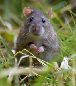Садовая мышь