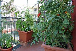 Выращивание на балконе 