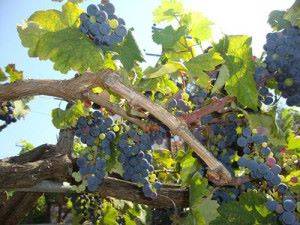 Выращивание винограда начинающими