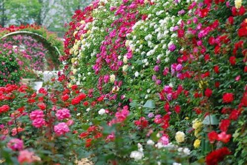 садовые розы 