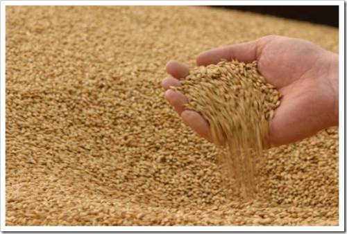 Почему частные посредники при продаже зерна остаются на плаву?