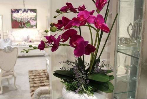 Как выращивать орхидеи в домашних условиях  