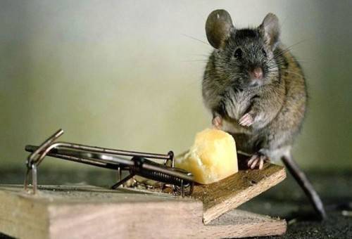 Как уничтожить крыс в частном доме  
