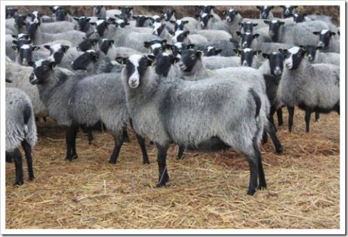 Сколько пространства необходимо овцам 