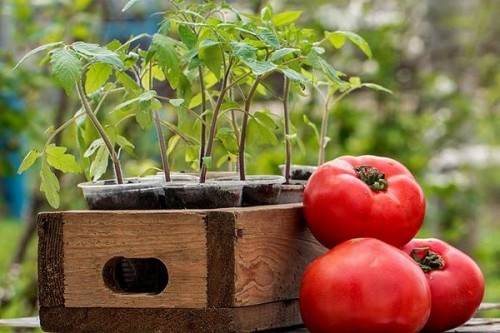 Как посадить семена помидор 