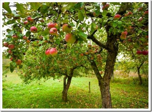 Посадка яблони: пошаговое руководство