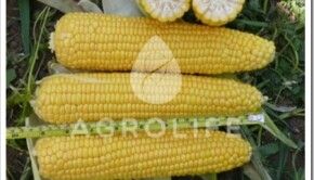 ДОБРЫНЯ F1 / DOBRYNJA F1 — Кукуруза, Lark Seeds