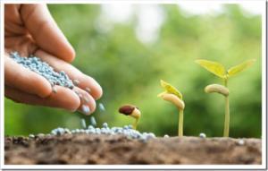 прикормка для растений