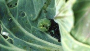 e235_fig_13_frass