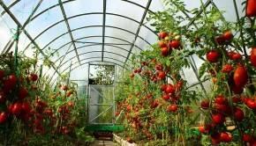 Как сделать парник своими руками